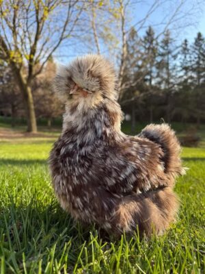 WhatsApp Image 2026-05-11 at 3.19.15 PM (1) SILKIES (HENS)
