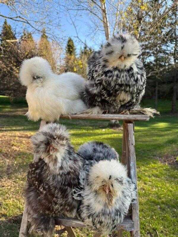 SILIKES (PULLETS)