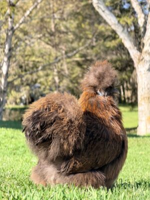 SILKIES (HENS)