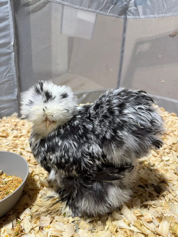 SILKIES ( HENS)