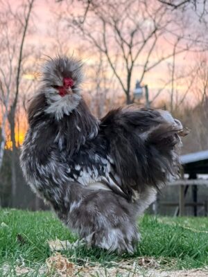 WhatsApp Image 2026-05-12 at 1.54.21 AM SILKIES (HENS)