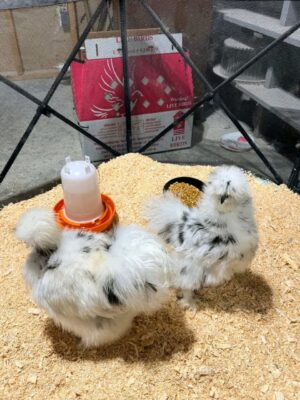 WhatsApp Image 2026-05-12 at 2.01.37 AM (2) SILKIES HENS