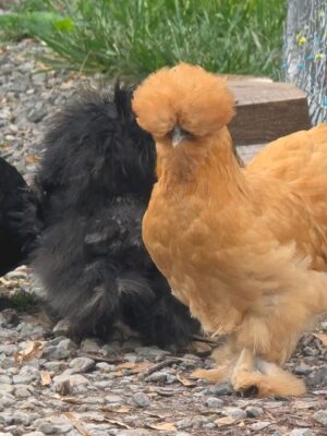 SILKIES HENS