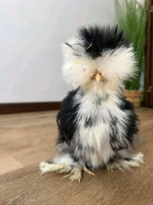 WhatsApp Image 2026-05-12 at 2.01.48 AM (2) SILKIES HENS