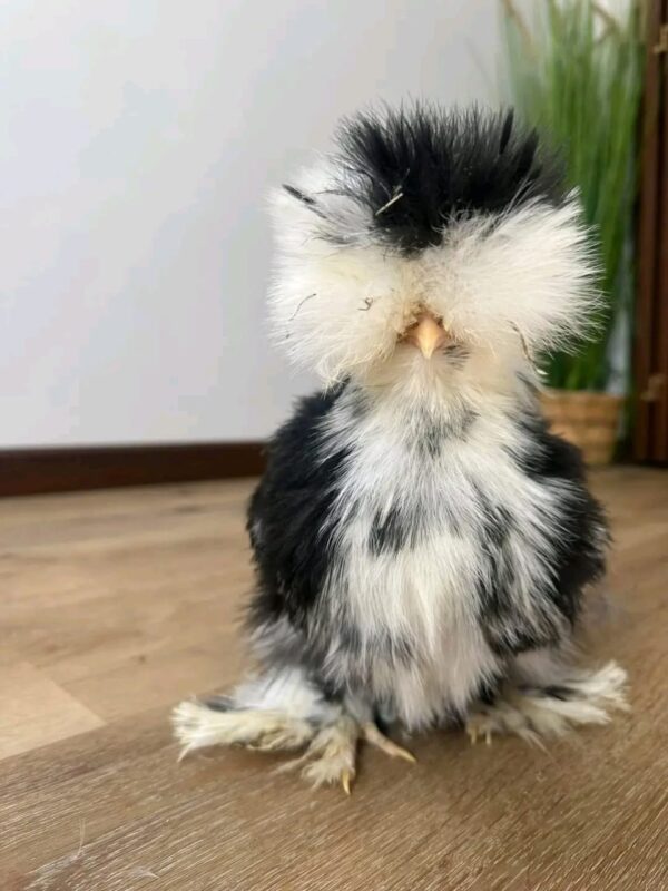 WhatsApp Image 2026-05-12 at 2.01.48 AM (2) SILKIES HENS