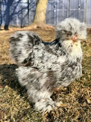 SILKIES HENS