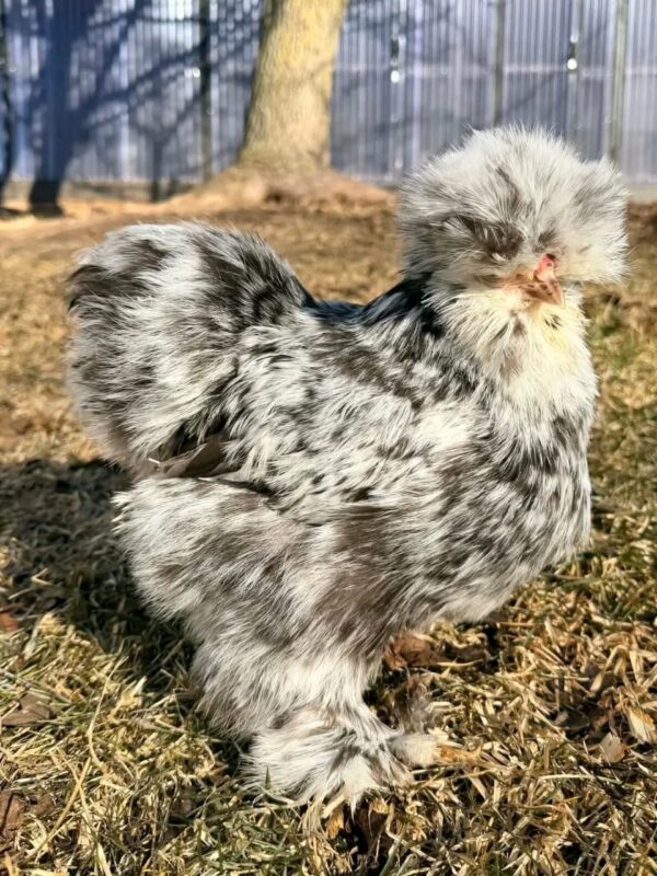SILKIES HENS