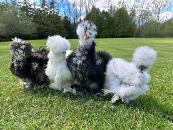 WhatsApp Image 2026-05-12 at 2.02.00 AM SILKIES HENS