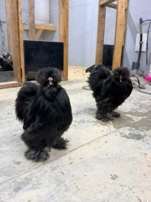 WhatsApp Image 2026-05-12 at 2.02.02 AM SILKIES HENS