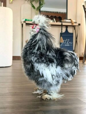 SILKIES HENS