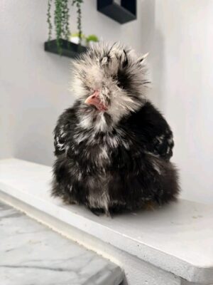 WhatsApp Image 2026-05-12 at 2.02.14 AM (2) SILKIES HENS
