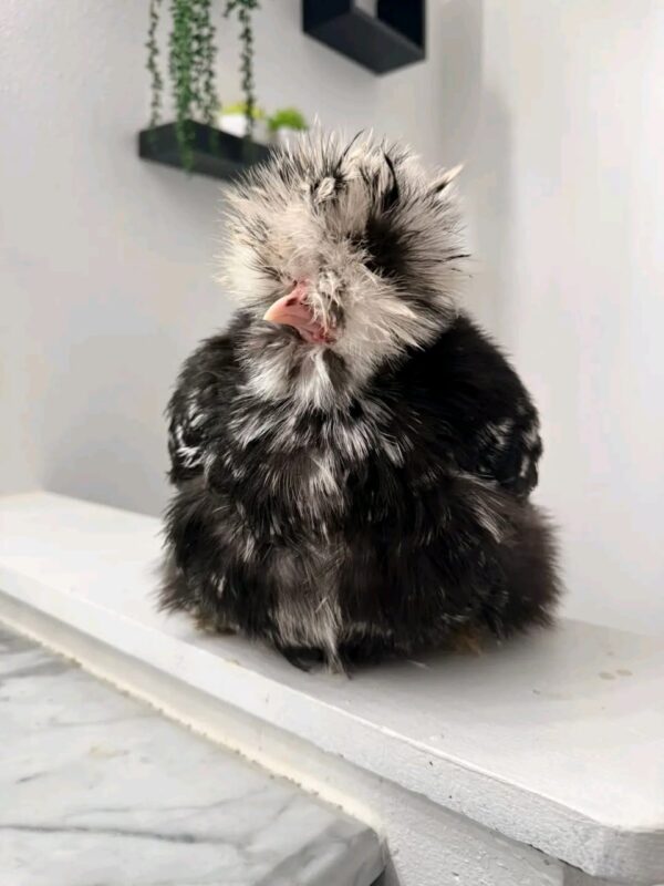 WhatsApp Image 2026-05-12 at 2.02.14 AM (2) SILKIES HENS