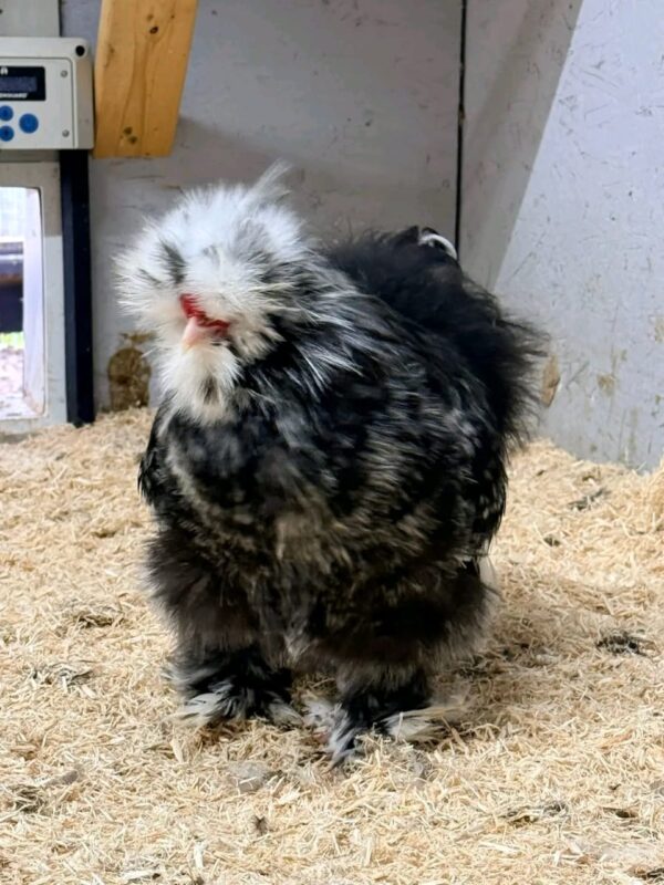 SILKIES HENS