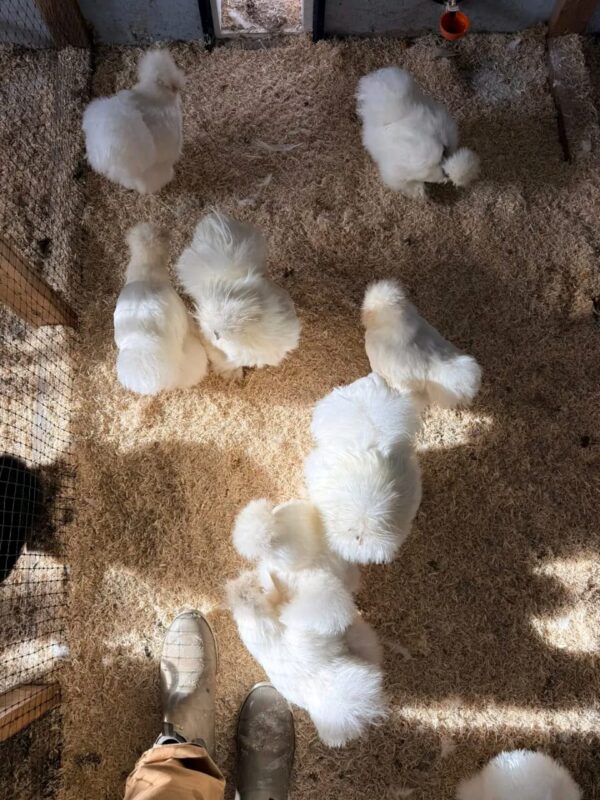 SILKIES HENS