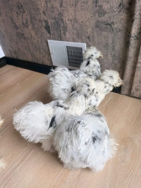 WhatsApp Image 2026-05-12 at 2.02.18 AM (2) SILKIES HENS