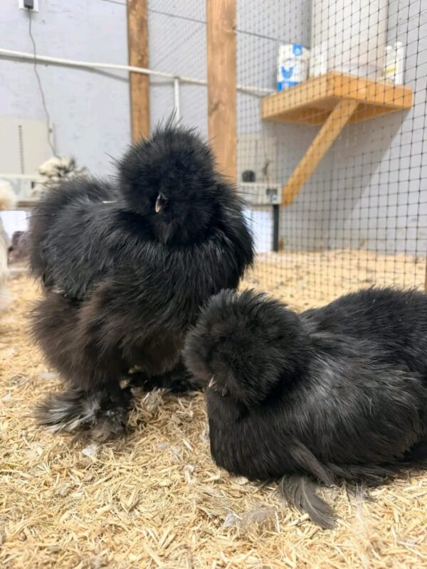 SILKIES HENS