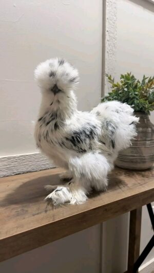 WhatsApp Image 2026-05-12 at 2.02.21 AM (1) SILKIES HENS