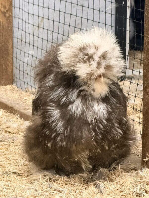 WhatsApp Image 2026-05-12 at 2.02.22 AM (3) SILKIES HENS