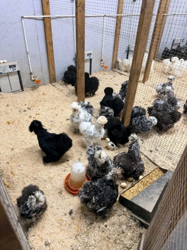 WhatsApp Image 2026-05-12 at 2.02.24 AM (1) SILKIES HENS