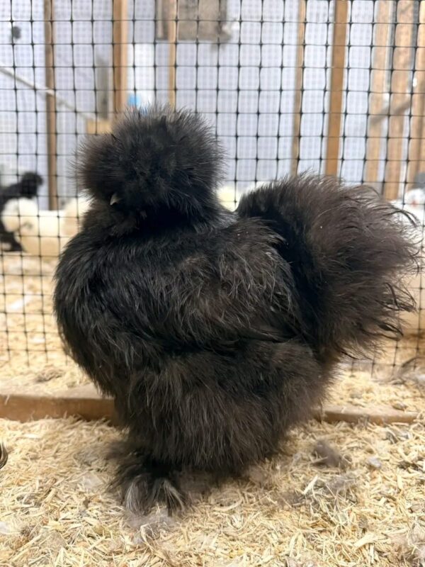 WhatsApp Image 2026-05-12 at 2.02.27 AM (1) SILKIES HENS