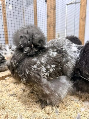 WhatsApp Image 2026-05-12 at 2.02.28 AM SILKIES HENS