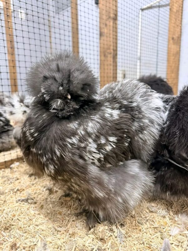 SILKIES HENS