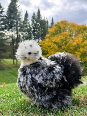 WhatsApp Image 2026-05-12 at 2.02.29 AM (1) SILKIES HENS