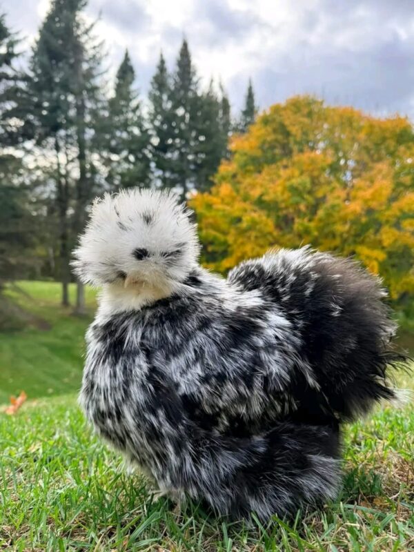 SILKIES HENS