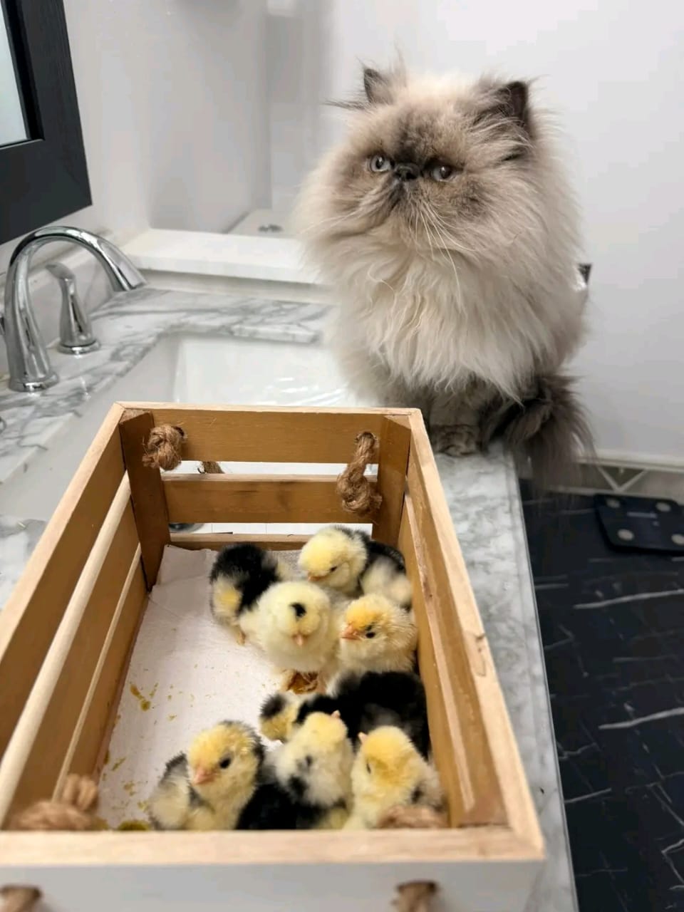 silkie chicken eggs