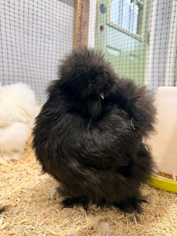 WhatsApp Image 2026-05-12 at 2.02.34 AM (2) SILKIES HENS