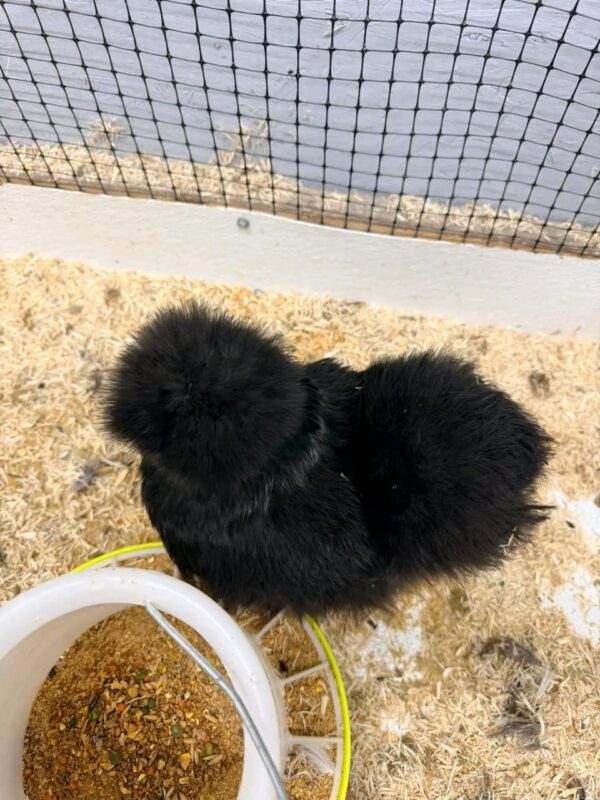 WhatsApp Image 2026-05-12 at 2.02.35 AM (1) SILKIES HENS