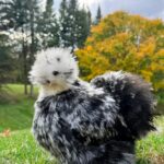 Silkie Chickens for Sale | Fluffy Backyard Companions | Grassfield Homestead