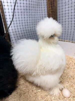 WhatsApp Image 2026-05-12 at 2.02.36 AM (1) SILKIES HENS