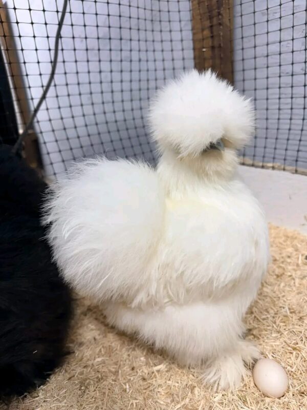 WhatsApp Image 2026-05-12 at 2.02.36 AM (1) SILKIES HENS
