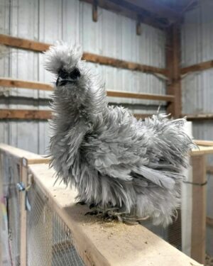 WhatsApp Image 2026-05-12 at 2.02.36 AM (2) SILKIES HENS
