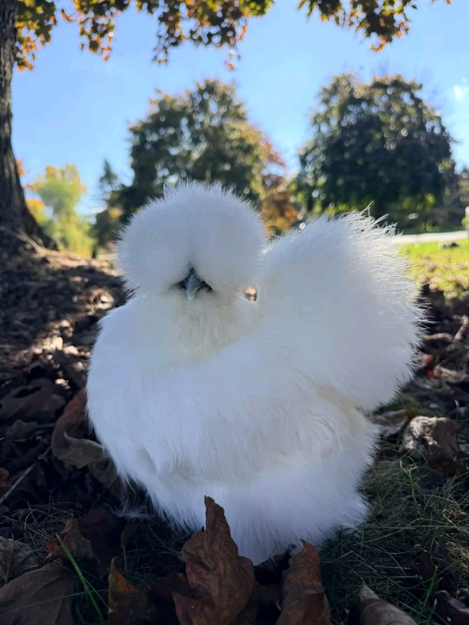 what is a silkie chicken