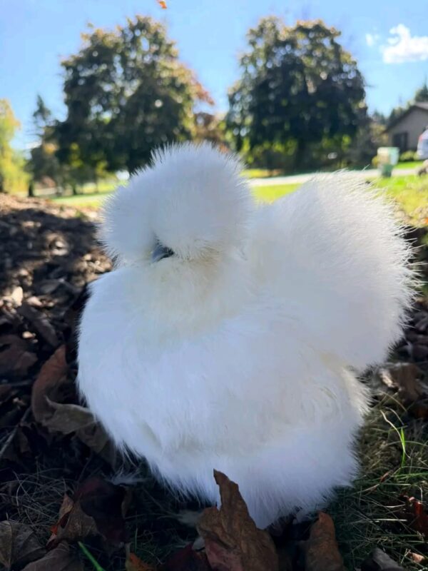 WhatsApp Image 2026-05-12 at 2.02.36 AM silkie chicken egg production