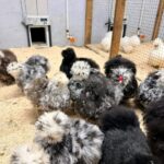 silkie chicken egg production