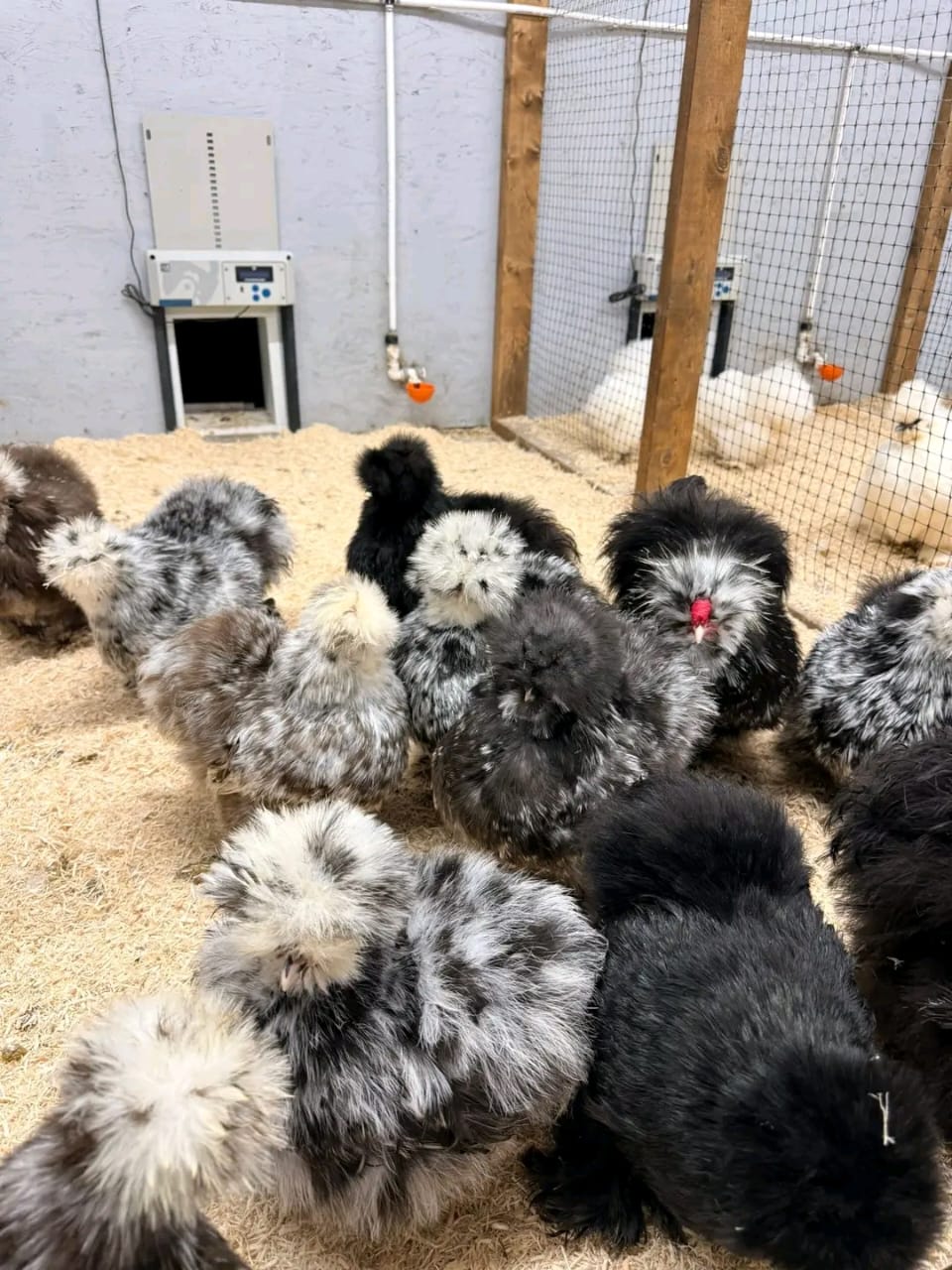 silkie chicken egg production