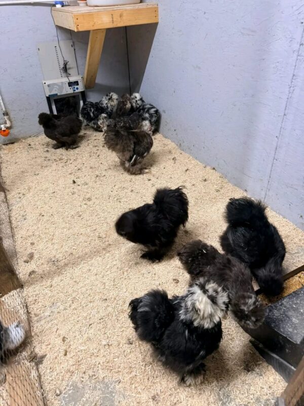 WhatsApp Image 2026-05-12 at 2.02.37 AM (2) SILKIES HENS