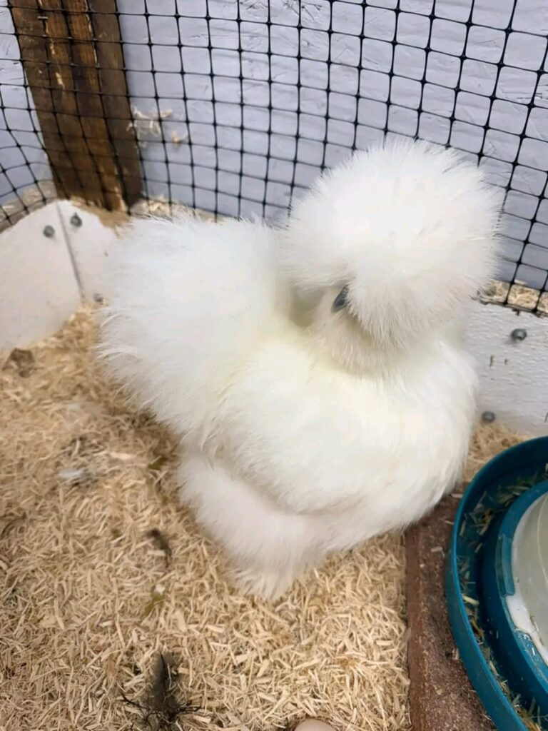 silkies