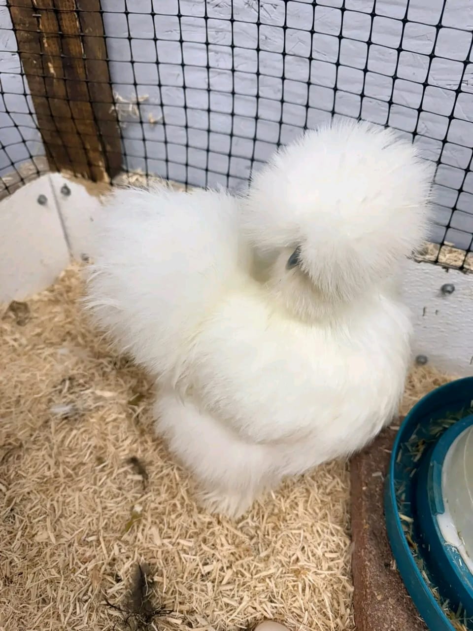 silkies