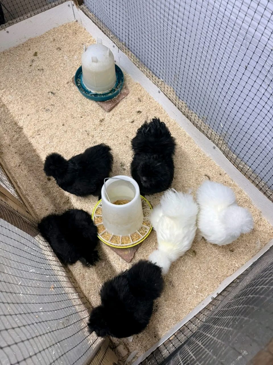 what is a silkie chicken