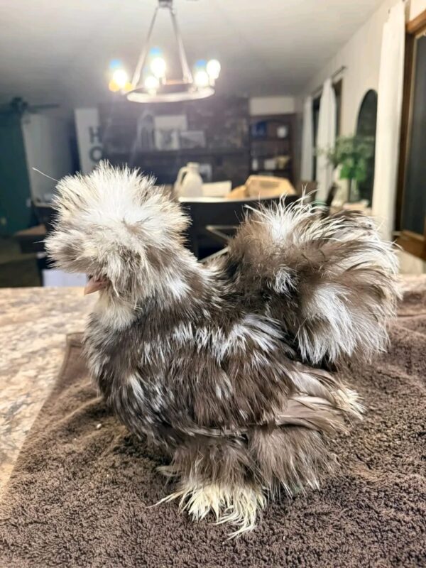 WhatsApp Image 2026-05-12 at 2.02.38 AM (3) SILKIES HENS