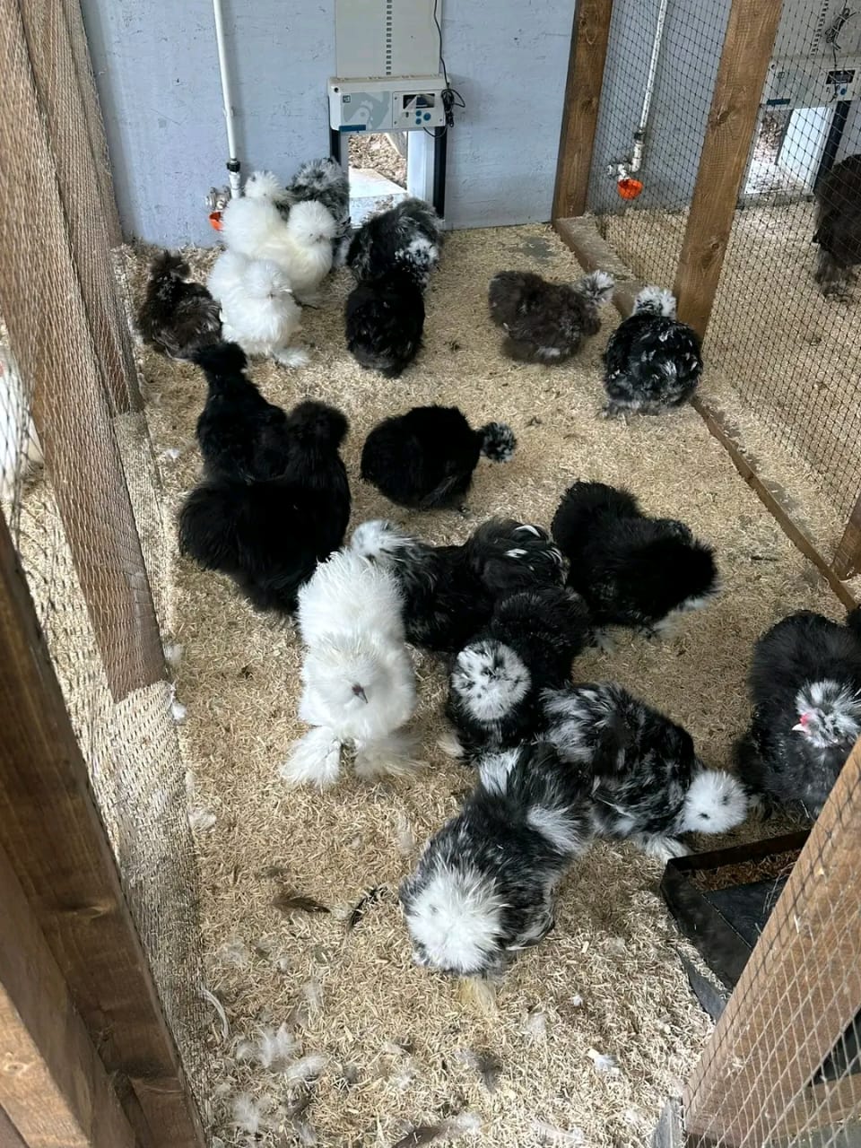 backyard chicken breeds