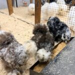Silkie Chickens for Sale