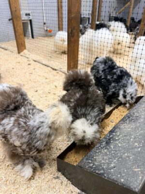 WhatsApp Image 2026-05-12 at 2.02.39 AM (1) Silkie Chickens for Sale