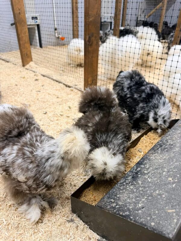 Silkie Chickens for Sale