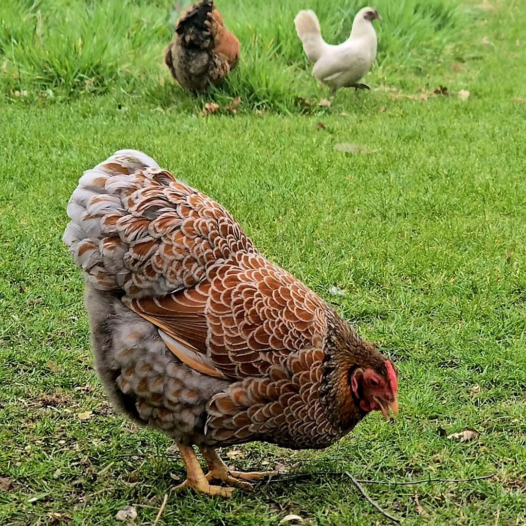 Wyandotte chicken cost