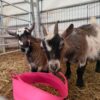 Pygmy goats